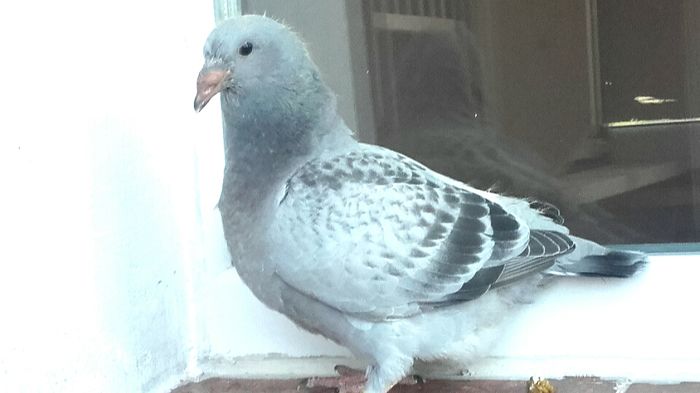 MANDEA -2016- - PENTRU CRESCATORII CARE SE RESPECTA