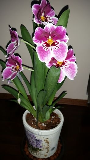 20160427_192801 - Orhidee