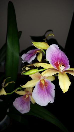 20160427_192851 - Orhidee