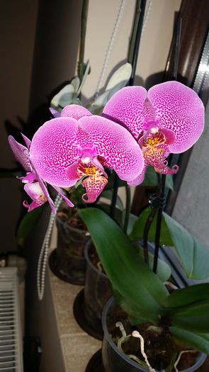 20160427_192924 - Orhidee