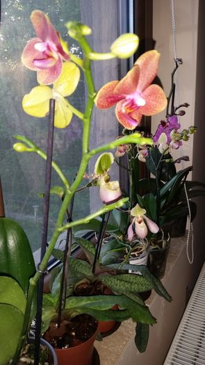 20160427_192935 - Orhidee