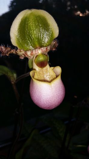 20160427_192954 - Orhidee