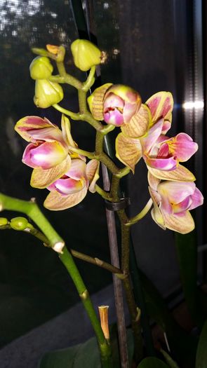 20160427_193007 - Orhidee