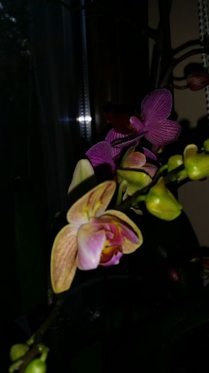 20160427_193020 - Orhidee
