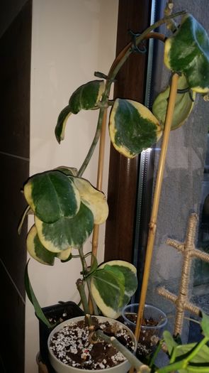 20160427_193658 - Hoya Colectie - 2016