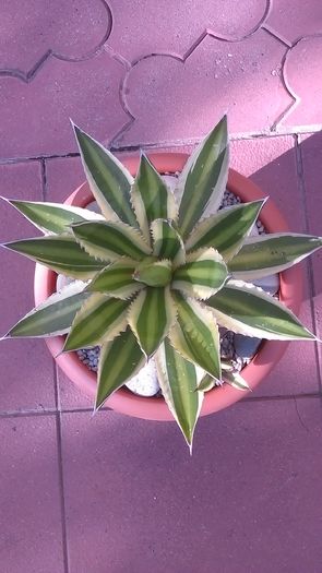 Agave lophantha quadricolor