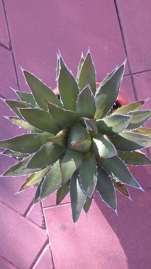 Agave horrida