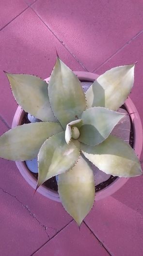 Agave ovatifolia