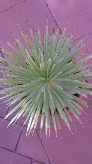 Agave striata f. minima (Hedgehog agave) - Agave si Yucca 2016