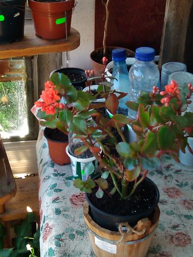 Kalanchoe; Kalanchoe
