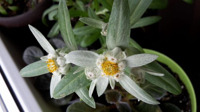 Floare de colt - Florile mele