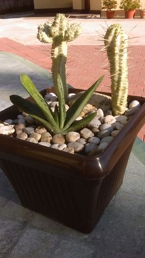 Gasteria cv. Little warty & Euphorbia mammillaris f. variegata - Suculente 2016