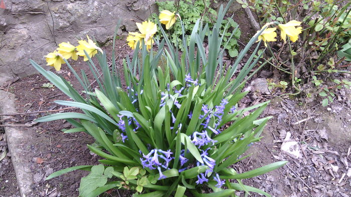 IMG_20160325_151237 - gradina de flori