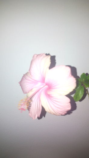 190812 - HIBISCUS -2016