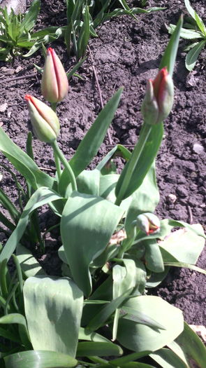 IMG_20160407_130454 - Flori de gradina- 2016