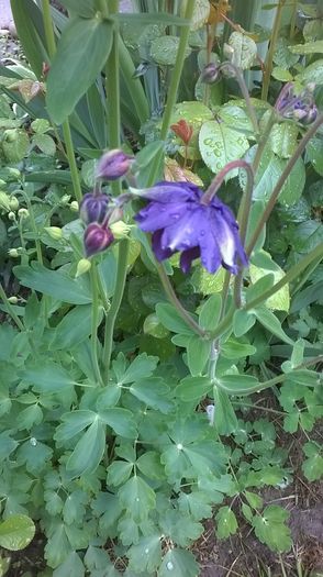 WP_20160424_007 - Caldaruse