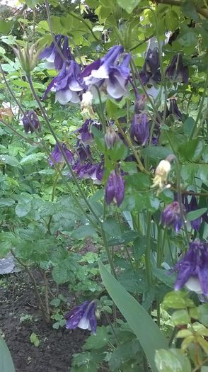 WP_20160424_020 - Caldaruse