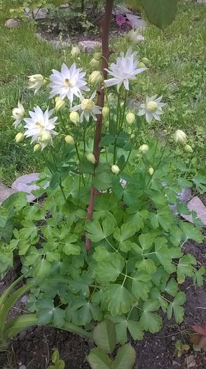 WP_20160426_004 - Caldaruse