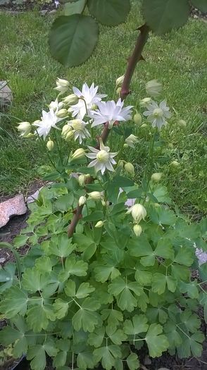 WP_20160426_005 - Caldaruse