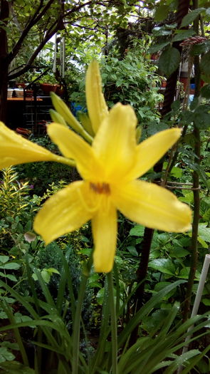 IMG_20160426_124444 - aprilie 2016