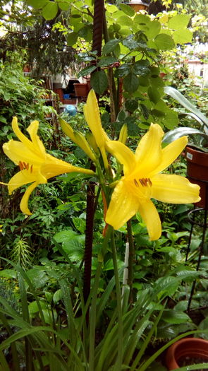 IMG_20160426_124440 - aprilie 2016