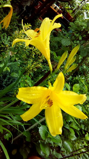 IMG_20160426_124411 - aprilie 2016