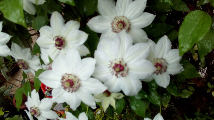 IMG_20160426_124318 - aprilie 2016