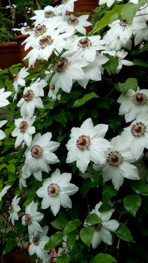 IMG_20160426_124306 - aprilie 2016