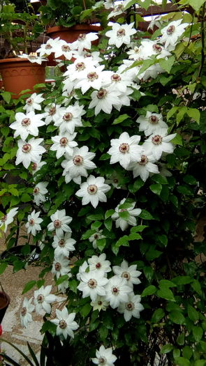 IMG_20160426_124300 - aprilie 2016