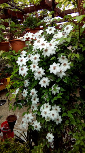 IMG_20160426_124257 - aprilie 2016