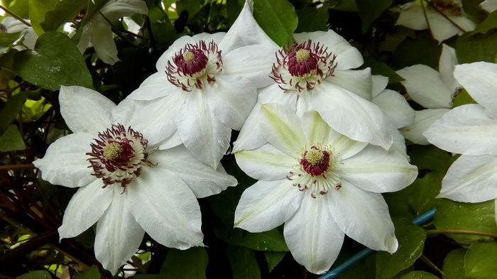 IMG_20160426_124220 - aprilie 2016