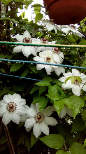 IMG_20160426_124210 - aprilie 2016