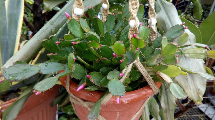 IMG_20160426_124159 - aprilie 2016