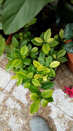 IMG_20160426_124114 - aprilie 2016