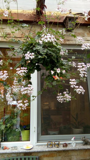 IMG_20160426_124100 - aprilie 2016