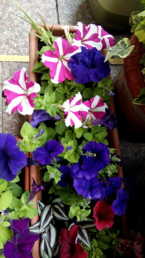 IMG_20160426_124042 - aprilie 2016