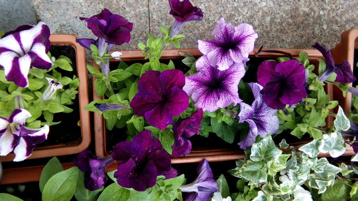 IMG_20160426_124031 - aprilie 2016