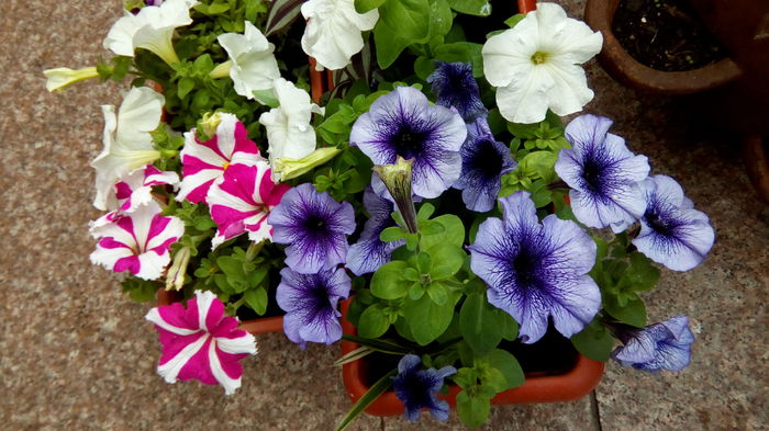 IMG_20160426_124024 - aprilie 2016