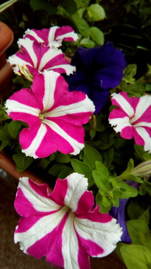 IMG_20160424_101751 - aprilie 2016