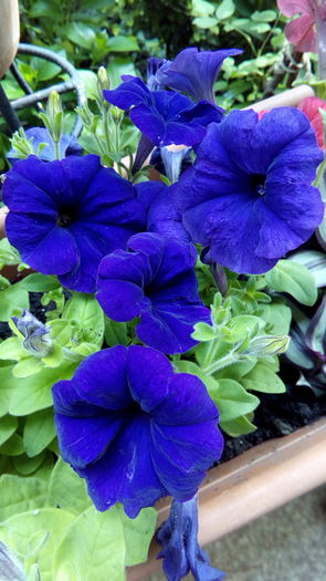 IMG_20160424_101748 - aprilie 2016