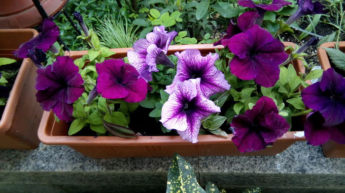 IMG_20160424_101716 - aprilie 2016