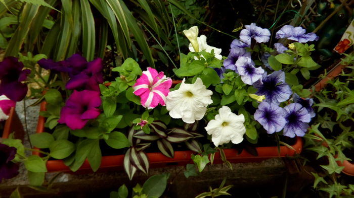 IMG_20160424_101655 - aprilie 2016