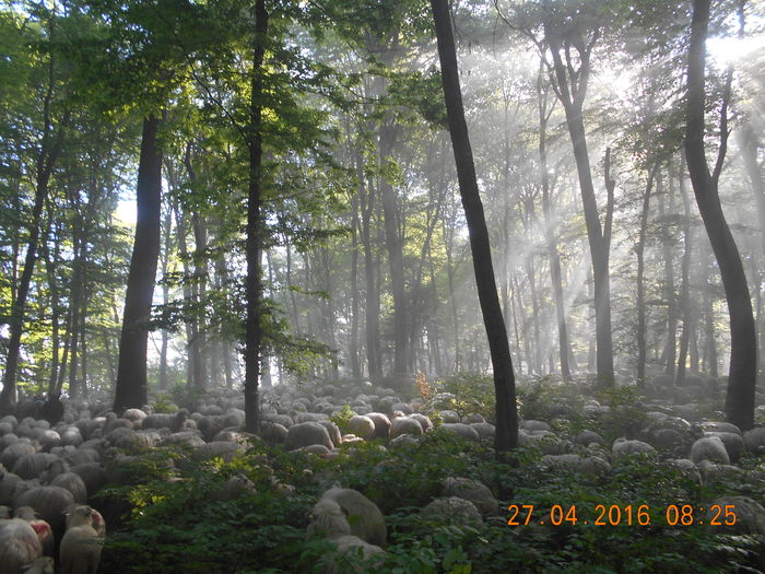 Picture 018 - oile cu miei 2016
