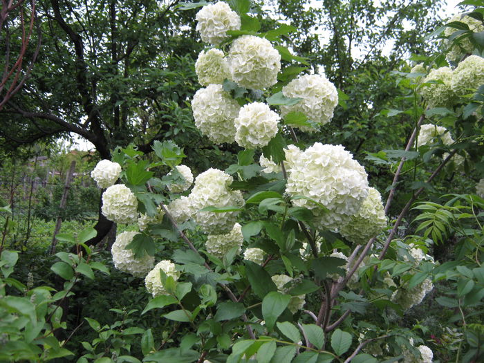 calin-viburnum