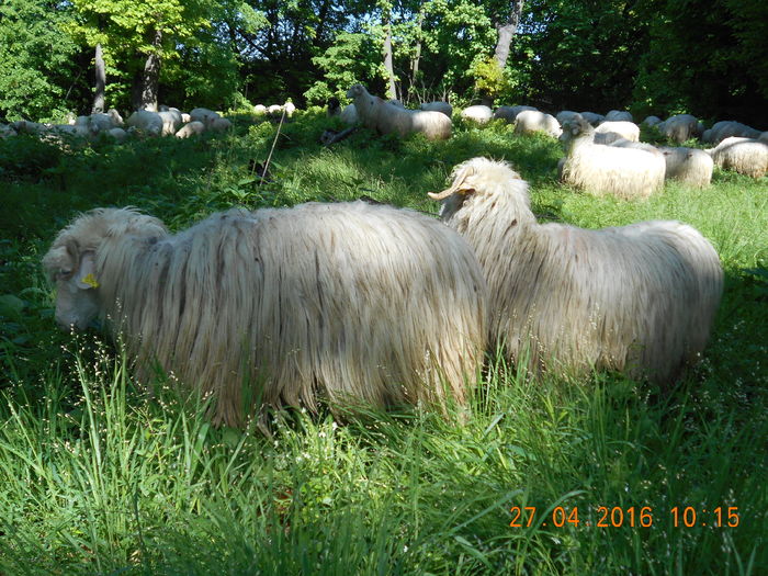 Picture 090 - oile cu miei 2016
