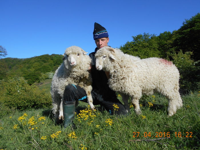 Picture 102 - oile cu miei 2016