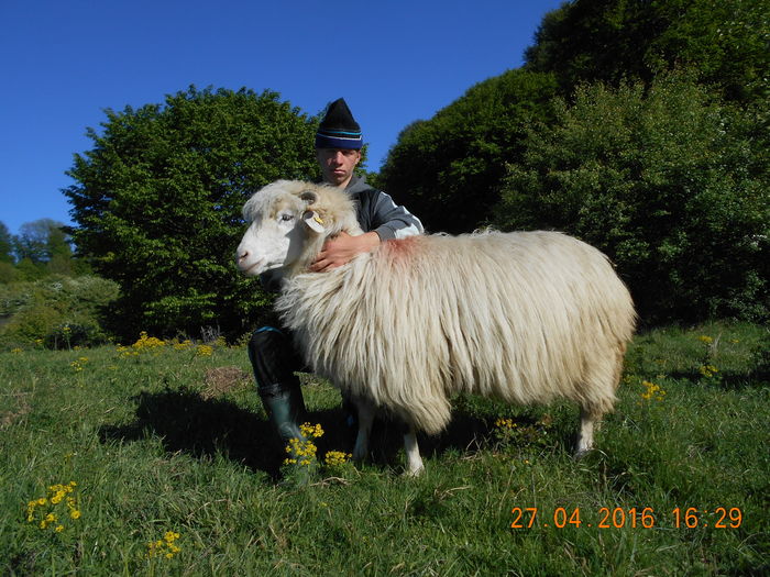 Picture 120 - oile cu miei 2016