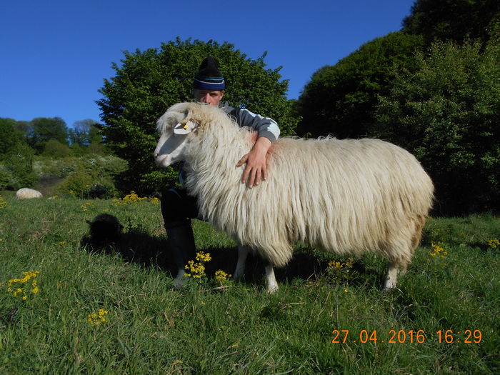 Picture 121 - oile cu miei 2016