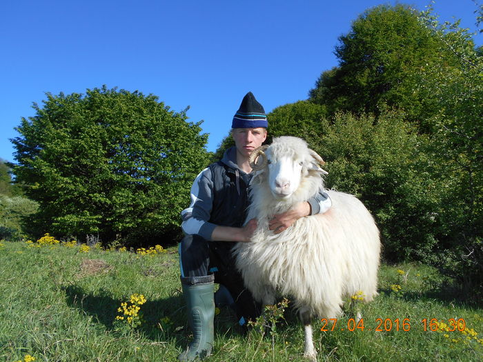 Picture 123 - oile cu miei 2016