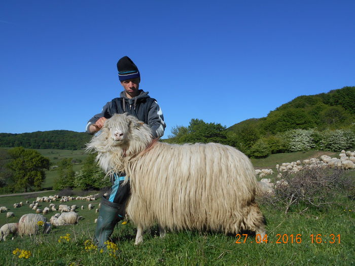 Picture 125 - oile cu miei 2016